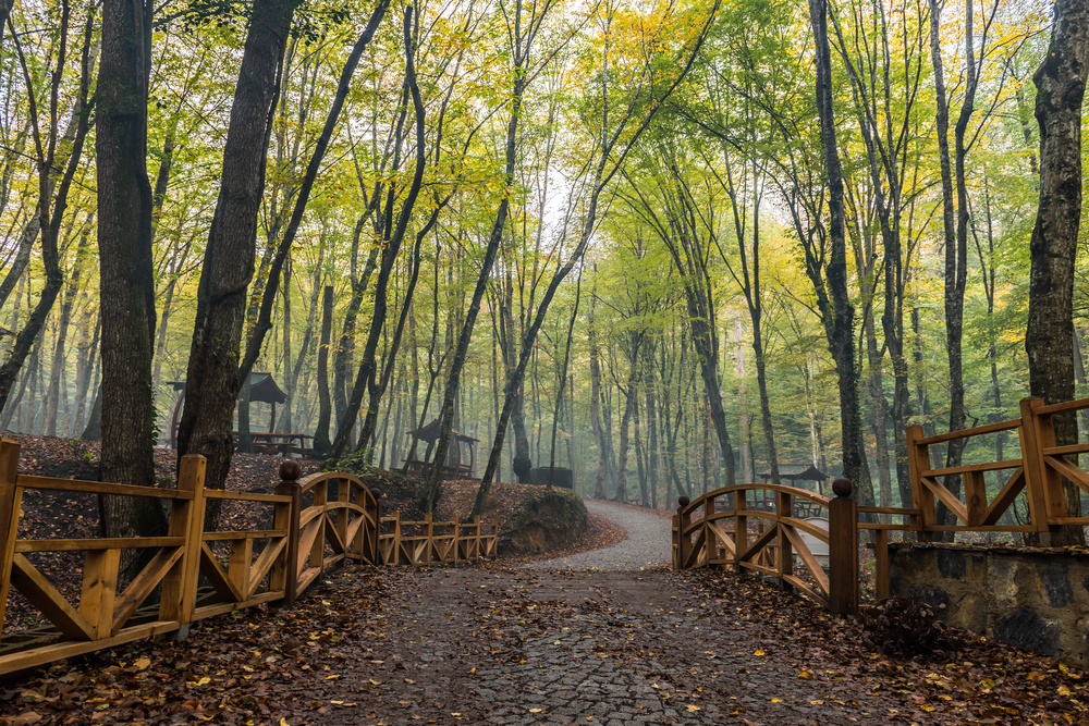 2019 09 25 08 52 45 667 Belgrad Orman 